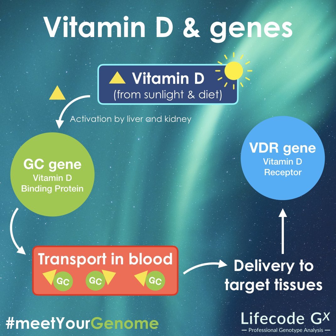 Lifecode-Gx-Vit-D-genes